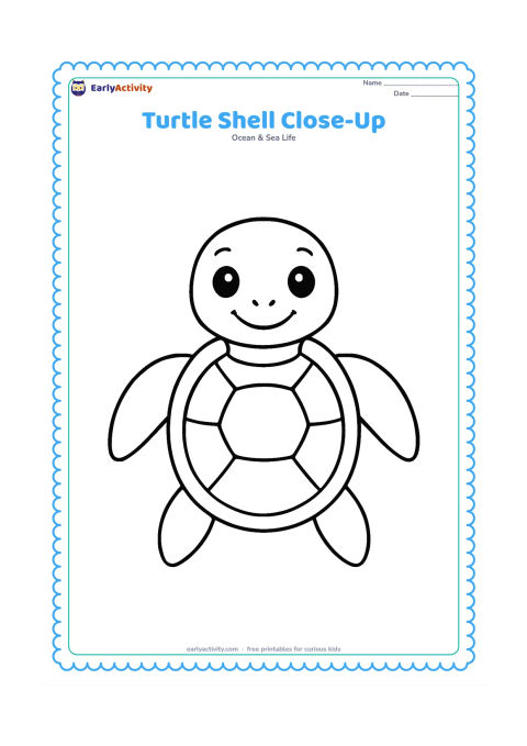 Colouring page: Draw a close-up sea turtle facing forward, showing its head, front flippers, and a large rounded shell with a few wide shell sections.