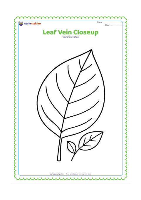 Colouring page: A large single leaf fills most of the page, showing a central midrib and branching veins clearly, with a small stem and two tiny companion leaves.