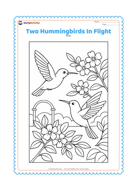 Colouring page: Two hummingbirds fly in opposite directions around a flowering branch, one with wings raised and one with wings swept back. Include layered leaves, blossoms and a distant garden arch.