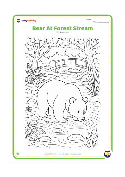 Colouring page: A bear drinks from a clear forest stream surrounded by ferns, mossy stones, reeds, tree roots, and a small wooden footbridge in the background.