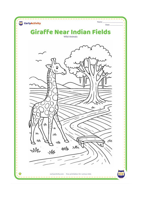 Colouring page: A giraffe walks beside patterned Indian crop fields and a narrow irrigation channel. Add a banyan-like tree, a simple rural footbridge, distant low hills, birds and tufts of grass,…