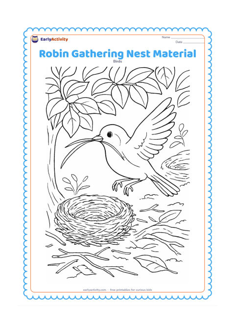 Colouring page: Draw a robin carrying a long grass stem toward a nest under a leafy shrub. Include scattered twigs, moss, broad leaves, a tree root and a second unfinished nest in the background.