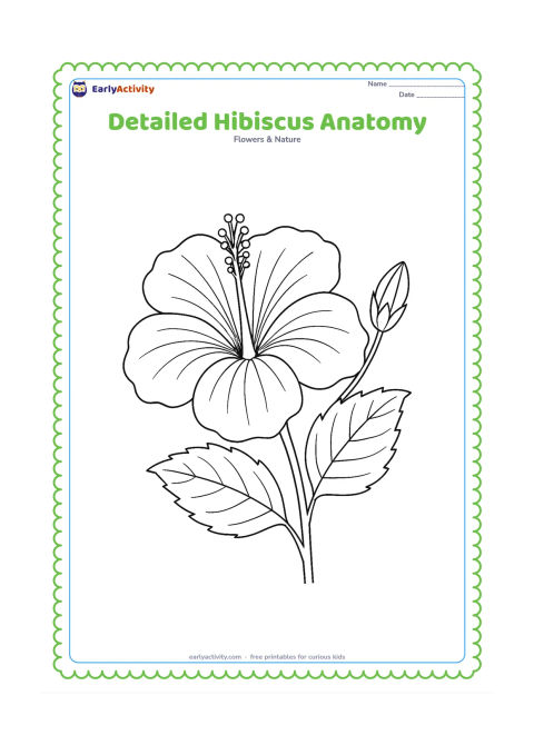 Colouring page: Draw a large hibiscus in close view with five overlapping petals, visible veins, sepals, a long staminal tube, and several stamens around its tip. Include a detailed leaf and a side bud…
