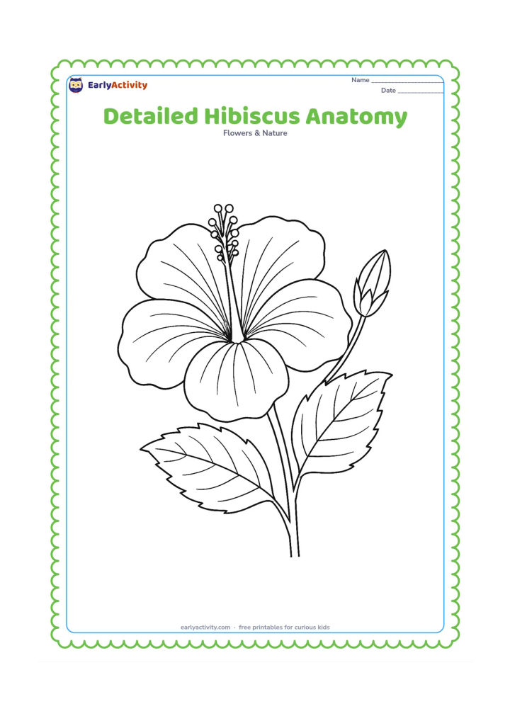Colouring page: Draw a large hibiscus in close view with five overlapping petals, visible veins, sepals, a long staminal tube, and several stamens around its tip. Include a detailed leaf and a side bud…