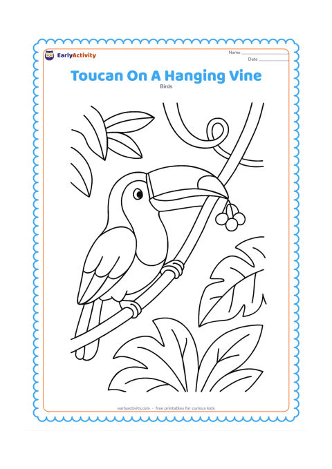 Colouring page: A toucan grips a thick hanging vine with one foot while reaching toward a small fruit cluster with its bill. Add broad jungle leaves on both sides and a second curling vine behind the bird.