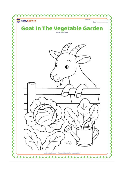 Colouring page: Draw a goat looking over a low garden fence toward broad leafy vegetable plants, with one cabbage and several large leaves in the foreground. Include a small watering can resting beside…