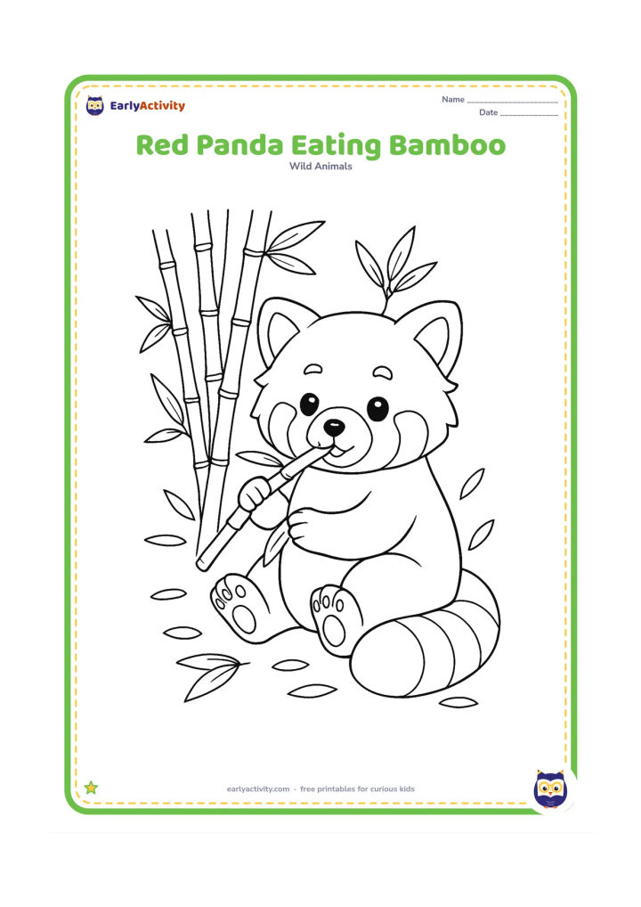 Colouring page: Draw a seated red panda nibbling a bamboo stem held in its front paws. Add a cluster of bamboo behind it, scattered leaves on the ground and a small fern.
