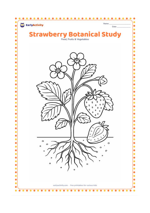 Colouring page: Draw a detailed strawberry plant showing roots partly through a cutaway soil section, stems, leaves, flowers, one ripe fruit, and one sliced fruit with seeds.