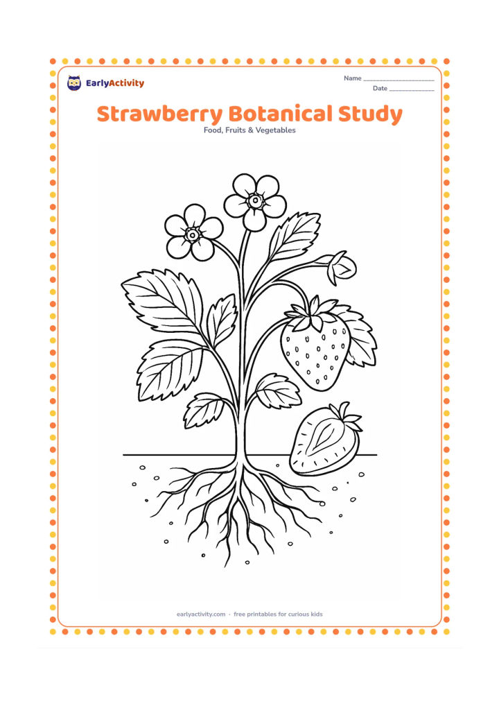 Colouring page: Draw a detailed strawberry plant showing roots partly through a cutaway soil section, stems, leaves, flowers, one ripe fruit, and one sliced fruit with seeds.