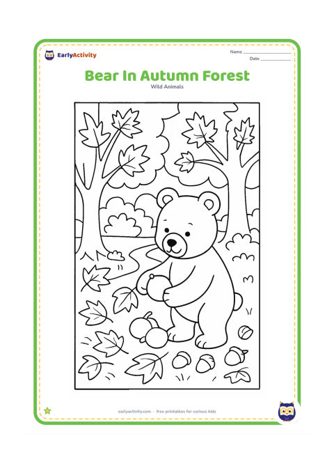 Colouring page: A brown bear gathers fallen fruit in an autumn forest, with maple-shaped leaves, tree trunks, shrubs, acorns, and a winding path.