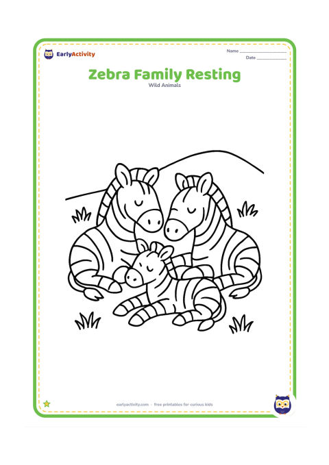 Colouring page: Draw three zebras lying down together in a small group, with two adults and one foal. Add a few grass clumps and a simple low hill behind them.
