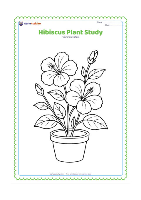 Colouring page: Draw a complete potted hibiscus plant with several leaves, two open blooms, and two buds at different stages. Show the stems branching naturally from the pot.