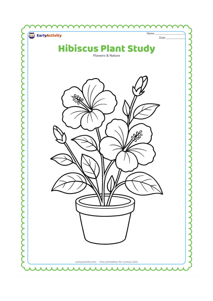 Colouring page: Draw a complete potted hibiscus plant with several leaves, two open blooms, and two buds at different stages. Show the stems branching naturally from the pot.