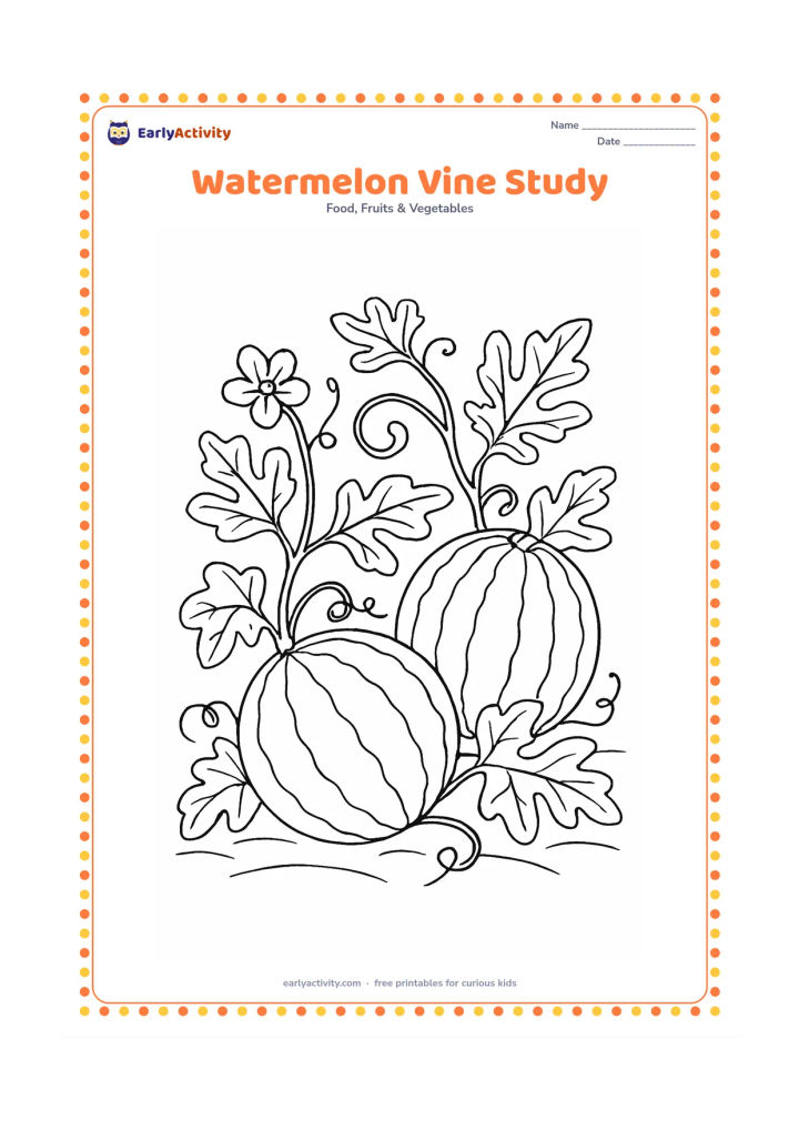 Colouring page: Draw a long watermelon vine spreading across the ground with two whole watermelons, one flower, curling tendrils and several different leaves. Show the soil with gentle curved lines.