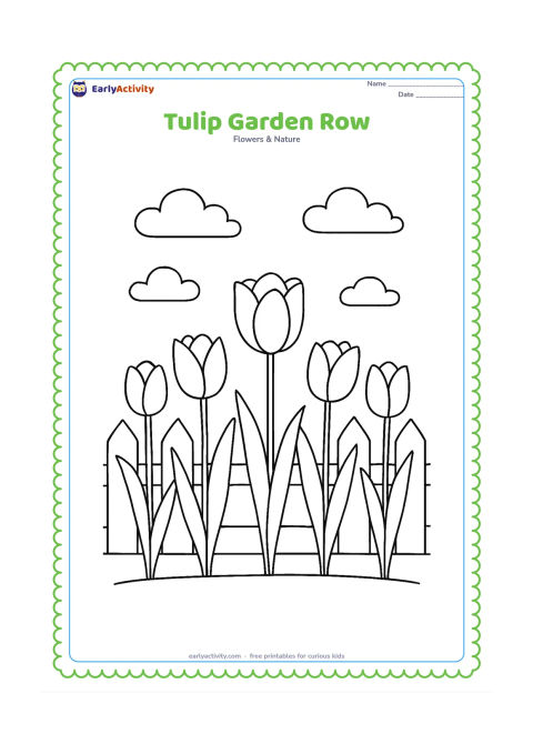 Colouring page: Draw five tulips in a neat garden row, with varied flower heights, long leaves and a low picket fence behind them. Add a few simple clouds in the sky.