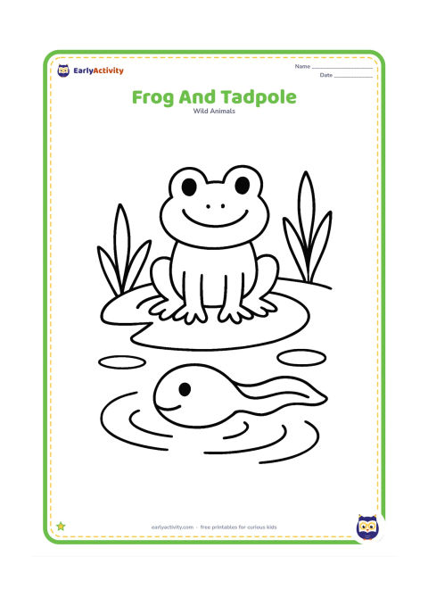 Colouring page: Draw a friendly frog resting on a wide lily pad beside one large tadpole swimming in the pond. Add two simple water plants and a few round ripples.