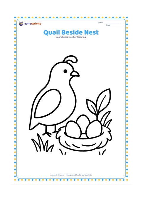 Colouring page: A quail stands beside a small nest containing three plain eggs. Add a few blades of grass and one broad leafy plant around the nest.
