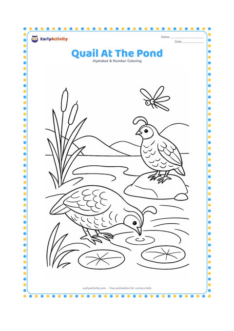 Colouring page: A quail drinks at the edge of a pond while another quail watches from a rock. Include lotus leaves, reeds, a dragonfly, and distant low hills.