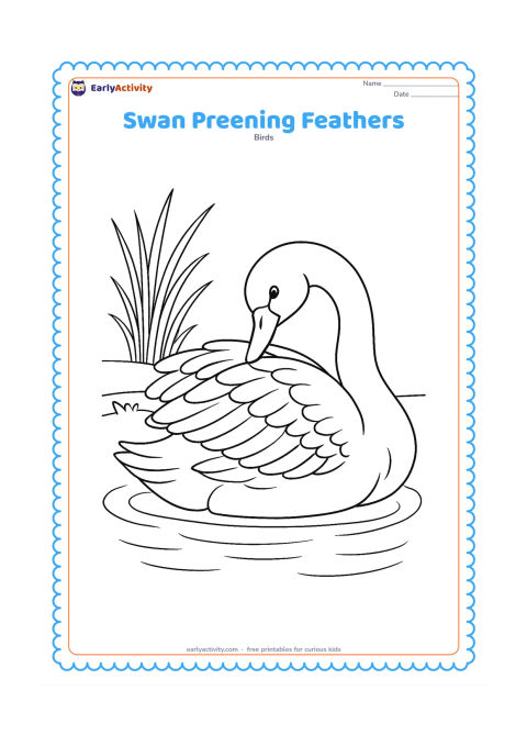 Colouring page: A swan sits on the water with its head turned back to preen one wing. Include visible layered wing feathers, a reed bank, and small ripples around the body.