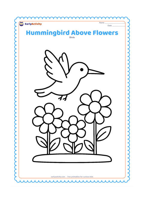 Colouring page: A hummingbird hovers over three large flowers in a small flower bed, with its wings raised and feet lifted away from the plants. Include a simple ground line.