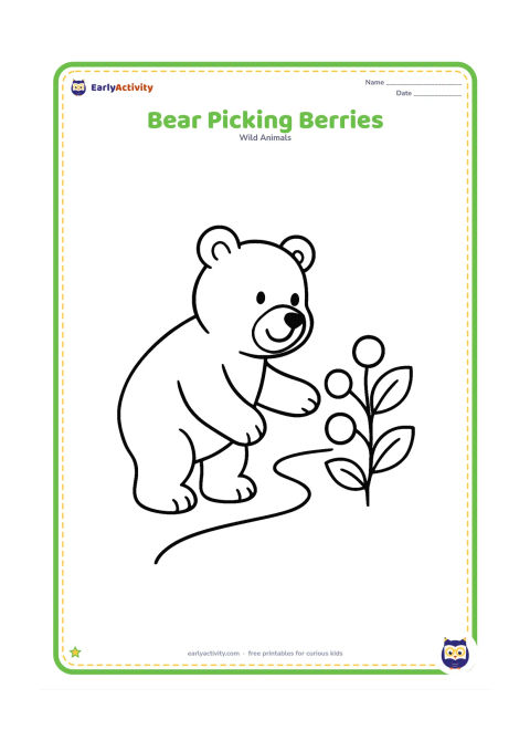 Colouring page: A friendly bear reaches toward a low berry bush with one paw. Show several large berries, two leaves, and a curved woodland path.