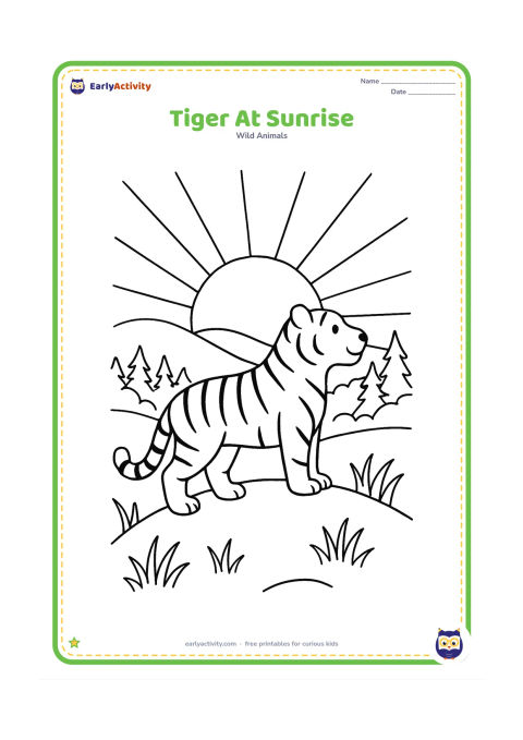 Colouring page: A tiger stands on a low hill as the sun rises behind distant forest trees. Show large sun rays, layered hills, grass, and the tiger looking toward the horizon.