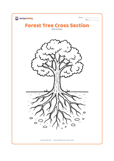 Worksheet: Show a mature tree above ground with branching limbs, uneven leaf clusters and bark texture, plus a cutaway view below ground showing roots spreading through soil around small stones and…