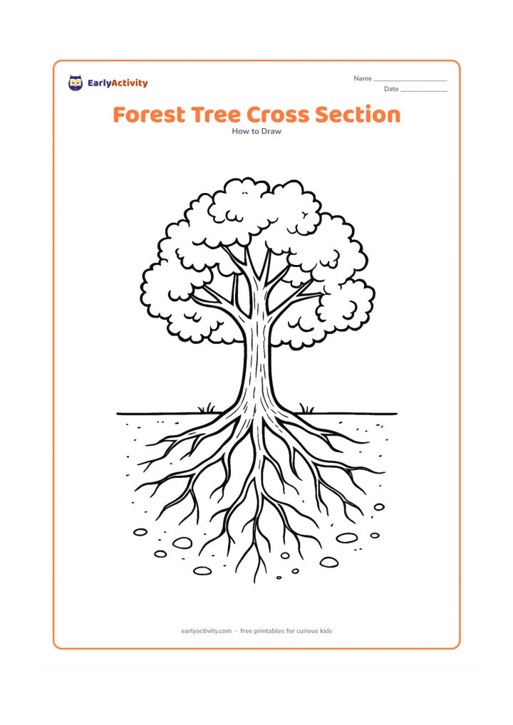 Worksheet: Show a mature tree above ground with branching limbs, uneven leaf clusters and bark texture, plus a cutaway view below ground showing roots spreading through soil around small stones and…
