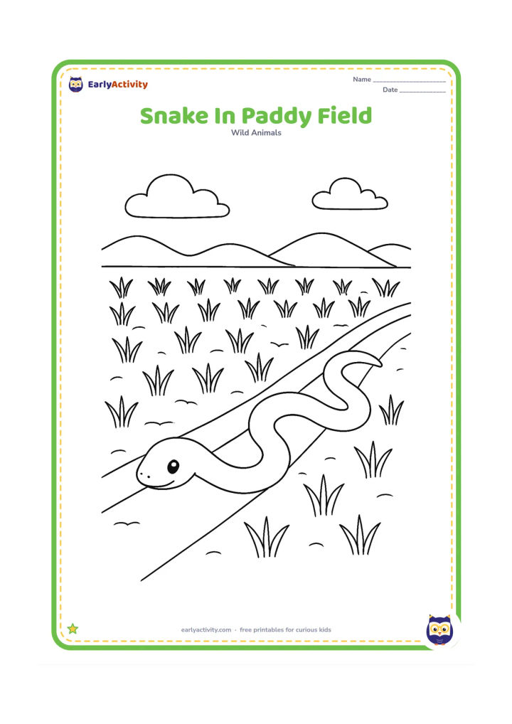Colouring page: Draw a snake sliding along a narrow raised path beside a paddy field, with rows of young rice plants and distant low hills. The snake should not be hidden by the plants.