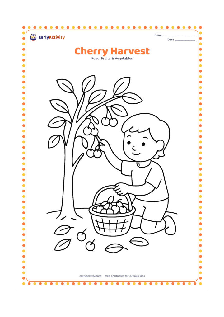 Colouring page: Draw a child placing freshly picked cherries into a basket beneath a small orchard tree, with several branch clusters and a few leaves on the ground.