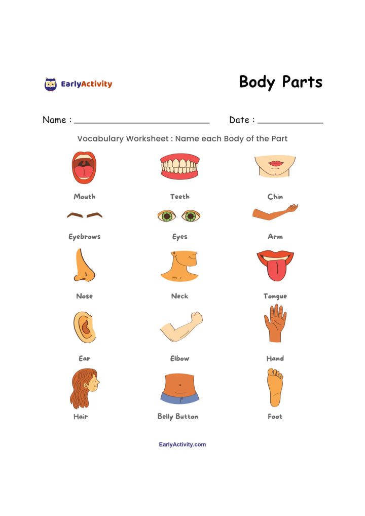 Worksheet showing labelled pictures of body parts, including a mouth, teeth, chin, eyebrows, eyes, arm, nose, neck, tongue, ear, elbow, hand, hair, belly button and foot.