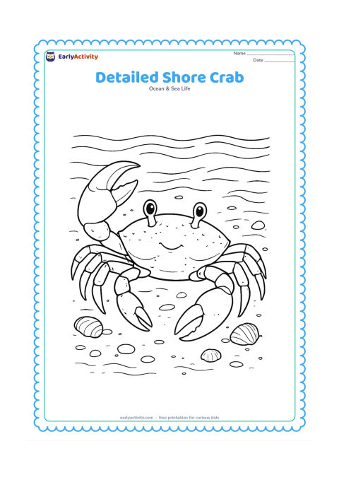 Colouring page: Draw a close view of a crab on wet sand, showing its two claws, jointed legs, eyes and shell texture clearly. Surround it with tiny shells, pebbles, shallow reflections and delicate wave…