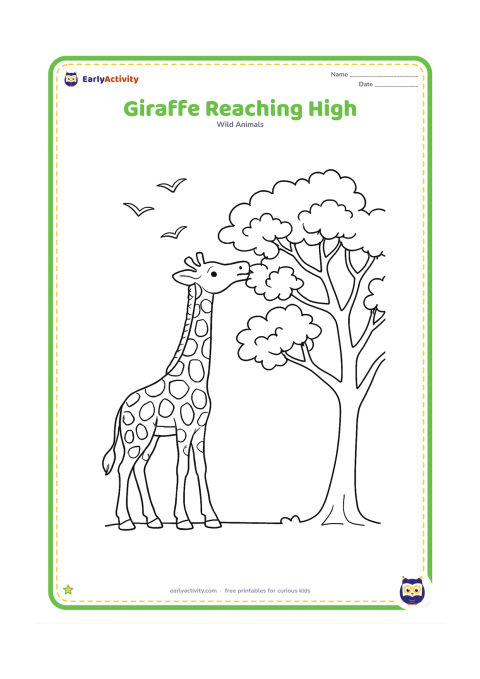 Colouring page: A giraffe stretches its neck high into an acacia canopy to reach leaves. Show the full animal, branching limbs, clusters of leaves and a few birds in the open sky.