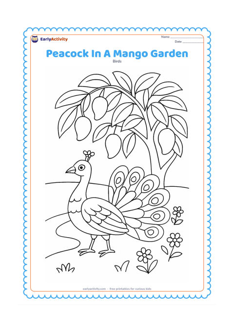 Colouring page: A peacock walks beneath a mango tree with several hanging mangoes and large leaves. Include a curved garden path and a few flowers around the bird.