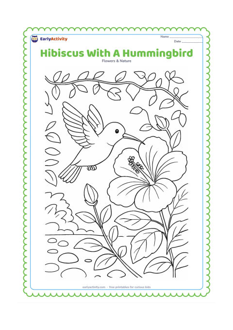 Colouring page: Draw a hummingbird hovering beside a large hibiscus, with its beak near the central tube, several leaves, two buds, and a garden background of vines and stones. The bird should look…