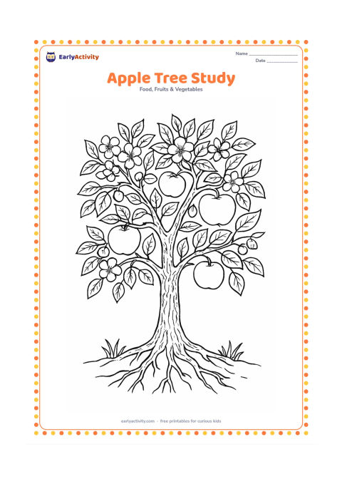 Colouring page: Draw a close view of a branching apple tree with textured bark, clusters of leaves, blossoms, small developing fruit and ripe apples. Show the roots meeting the soil with a few grass plants.
