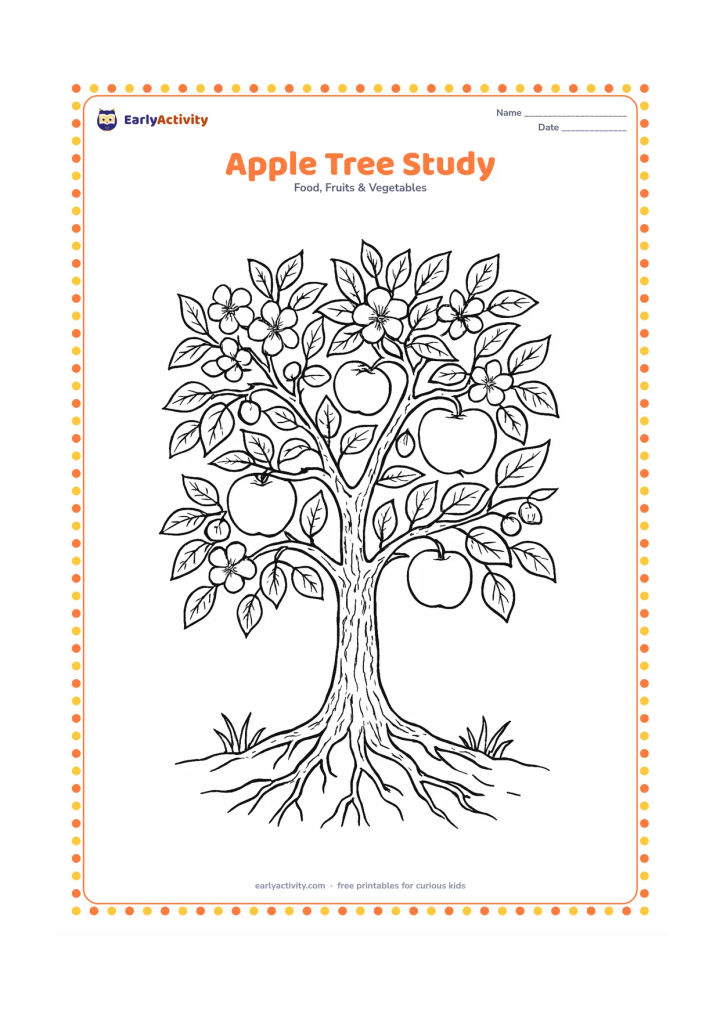 Colouring page: Draw a close view of a branching apple tree with textured bark, clusters of leaves, blossoms, small developing fruit and ripe apples. Show the roots meeting the soil with a few grass plants.