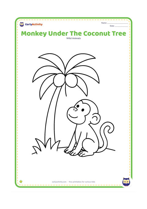 Colouring page: Draw one monkey sitting under a coconut tree and looking up at two large coconuts. Include a curved ground line and a few wide grass shapes.