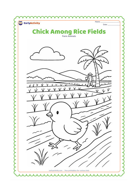 Colouring page: Draw a chick walking along a narrow raised path beside Indian rice fields. Add rows of plants, a distant farmer carrying a basket, a palm tree, and a small irrigation channel.