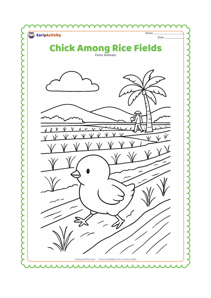 Colouring page: Draw a chick walking along a narrow raised path beside Indian rice fields. Add rows of plants, a distant farmer carrying a basket, a palm tree, and a small irrigation channel.