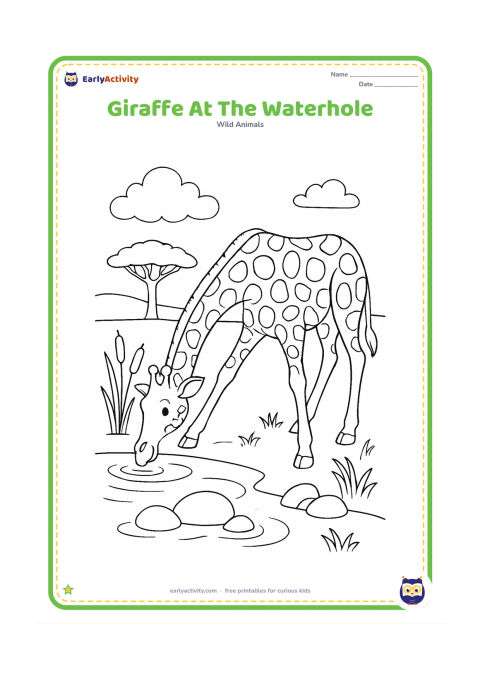 Colouring page: A giraffe bends its long legs and neck to drink from a small waterhole. Add reeds, smooth stones, grass, a distant acacia and a few ripples in the water.