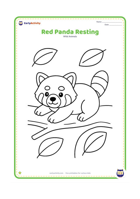 Colouring page: Draw a red panda lying on its belly with its head raised and front paws stretched forward. Add one thick tree branch beneath it and a few oversized leaves around the edges.