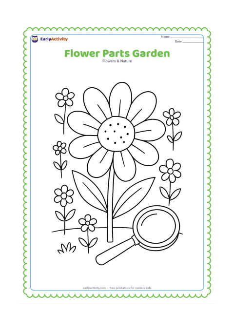 Colouring page: Draw a large open flower in the foreground with clearly separated petals, centre, stem and leaves, surrounded by smaller garden flowers and a simple magnifying glass lying nearby. Do not…