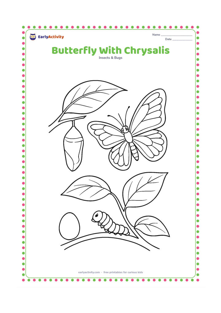 Colouring page: Draw an adult butterfly emerging from a chrysalis hanging beneath a leaf, with an empty egg shell and a small caterpillar on the same leafy branch. Arrange the four life stages naturally…