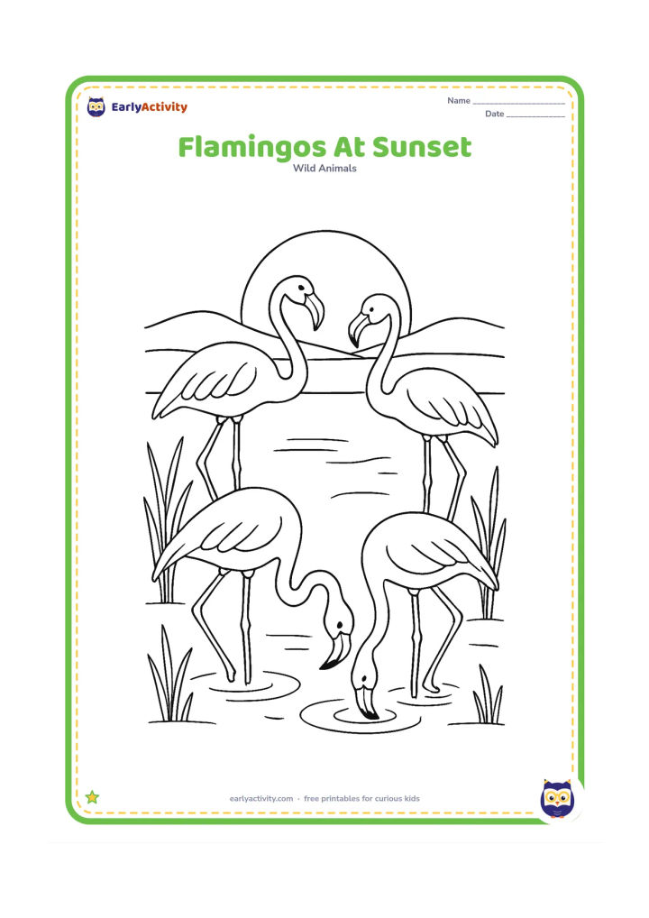 Colouring page: Draw several flamingos standing in shallow water at sunset, with two birds bending their necks toward the water. Add reeds, ripples and a large setting sun behind distant hills.