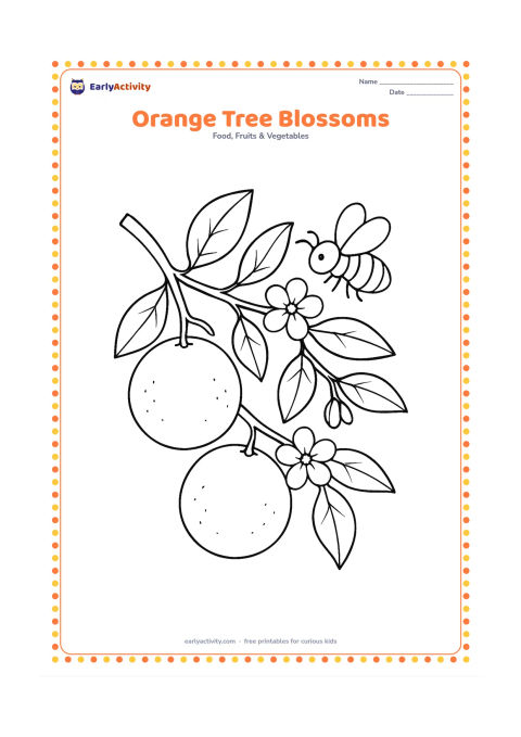 Colouring page: Draw an orange tree branch with two oranges, several green leaves and small white flowers. Include a honeybee hovering near one flower.