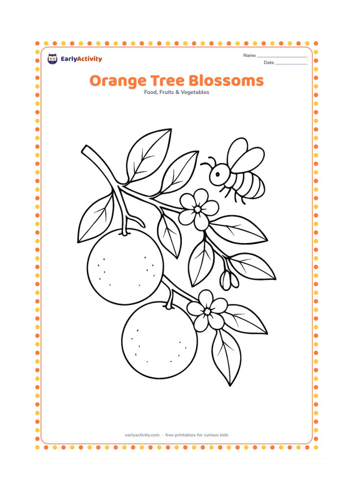 Colouring page: Draw an orange tree branch with two oranges, several green leaves and small white flowers. Include a honeybee hovering near one flower.