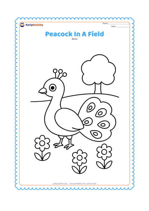 Colouring page: A peacock walks across a wide field with three large flowers and a distant rounded tree. His tail curves gently along the ground.