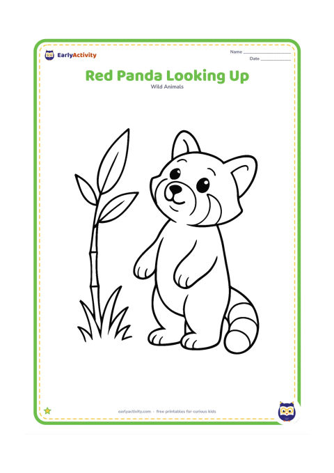 Colouring page: Draw a red panda standing on its hind legs and looking up at a single low bamboo shoot. Include two oversized leaves and a short patch of grass beneath it.