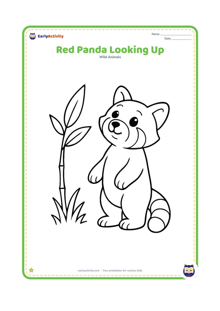 Colouring page: Draw a red panda standing on its hind legs and looking up at a single low bamboo shoot. Include two oversized leaves and a short patch of grass beneath it.
